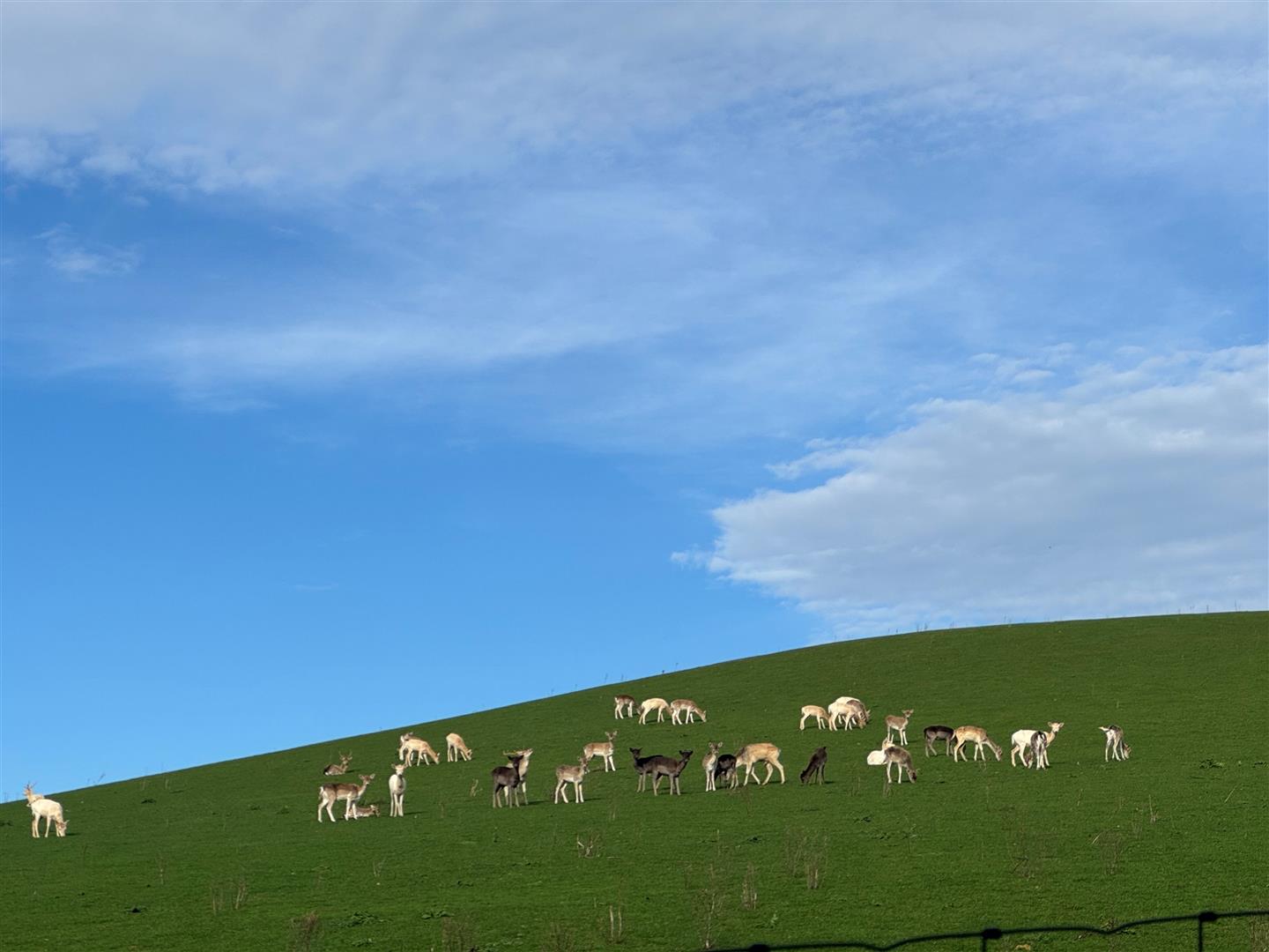 Deer Nunnery Lane 2.jpg